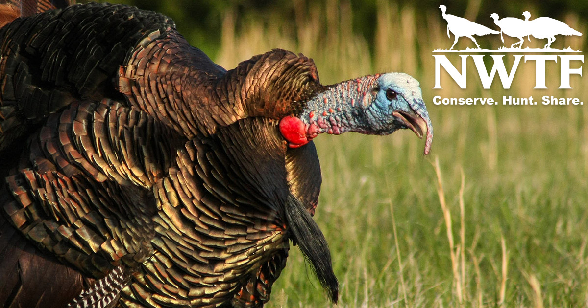 Watch The National Wild Turkey Federation Online CarbonTV